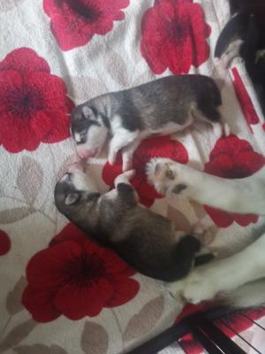 7 pure breed alskan malamute puppies for sale